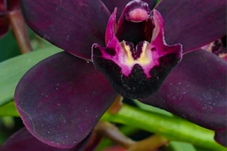 Belize Black Orchid